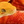 Thumb animals reptiles bright kite 030101 29