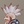 Thumb 11682