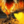 Thumb 1719