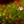 Thumb 5531